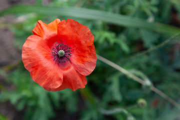 Poppy flower on green grass background