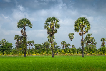 Landscape of rice field in southern area in Thailand
