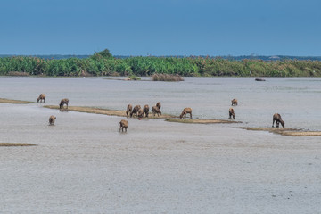 Fototapeta na wymiar Landscape of Ta-lay Noi wetlands preserve in Phattalung district, Thailand.