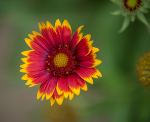fleur gaillarde rouge et jaune dans un jardin en été en lumière du jour sur fonds vert
