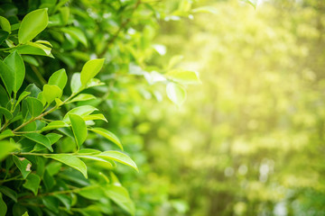 Obraz na płótnie Canvas Green leaf soft focus with closeup in nature view
