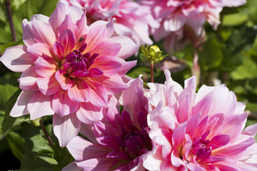 Blüten roas