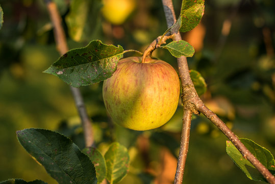 ripe apple braebrurn on tree branch at harvest 