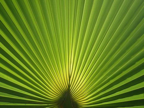 A palmate (fan-shaped) palm frond backlit by sunlight © Andy Millard