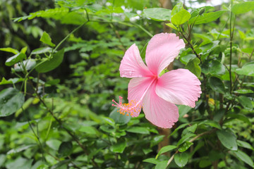 Shoe Flower, Chinese Rose, hibiscus