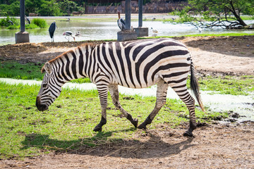 Fototapeta na wymiar Zebra head eating grass on the ground.