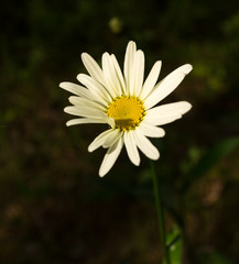 chamomile in the forest at sunset