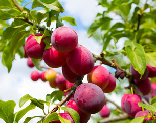 juicy plum on a young tree