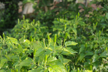 Green fresh chilli on the chilli farm