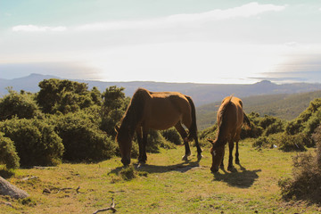Caballos salvajes