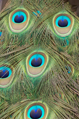 Peacock eye feathers abstract