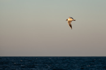Fototapeta na wymiar Black-Headed Gull Flying over the Ocean