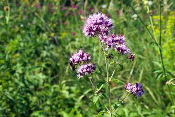 Oregano flowers on a green background. Oríganum vulgáre. Concept: medicinal plants, ecology.