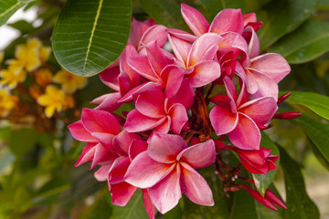 Red and pink flowers. Plumeria. Thailand