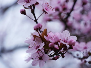 Blüten in Frühling