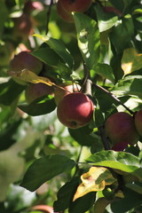 Boskop Apfel, in großer Menge, am Baum hängend, kurz vor der Ernte
