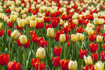 Red and yellow tulips. Background.