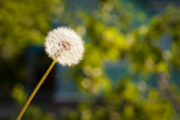Fototapeta premium Fluffy dandelion against a dark background
