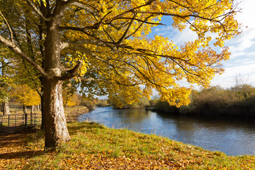 Fototapeta na wymiar Beautiful, golden autumn scenery with trees and golden leaves at the river in the sunshine in Scotland