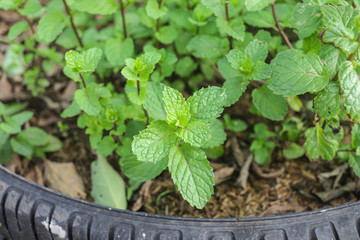 Fresh peppermint growing in the car tyre, Peppermint planting in the car tyre