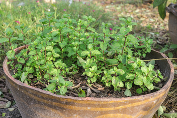 Fresh peppermint growing in the flowerpot, Peppermint planting in the pottery