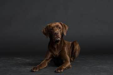 Labrador Hund Studio S&uuml;&szlig; Freisteller