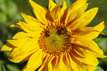 Obraz premium Bees on a sunflower closeup