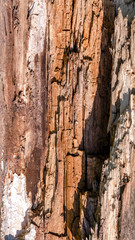 Wood texture close up