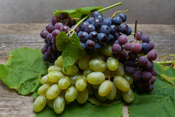 bunch of grapes Isabella wine harvesting fruit berries natural product