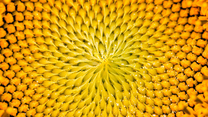 Macro sunflower. Nature background. Golden section
