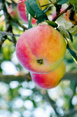 Fresh red yellow apples on a tree. Nature background