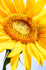 Macro sunflower. Nature background. Golden section
