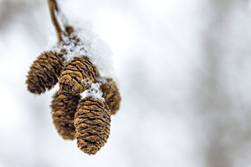 Cones on a branch with snow, in winter.