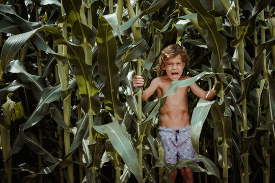 Little boy in shorts in cornfield