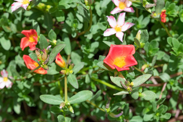 赤いポーチュラカの花