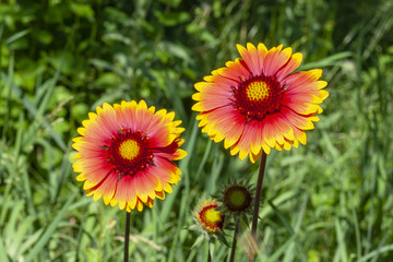 Yellow-red daisy