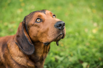 pure breed dachshund green grass background outdoor shot 