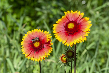 Bee on a yellow-red daisy