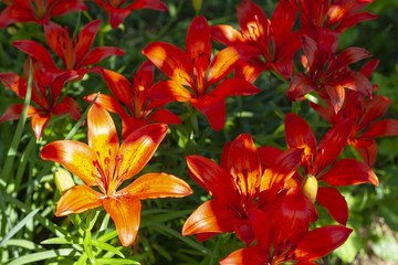 Fototapeta na wymiar Orange lilies in the garden