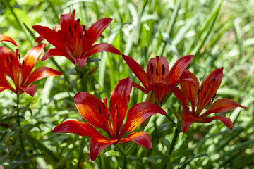 Orange lilies in the garden