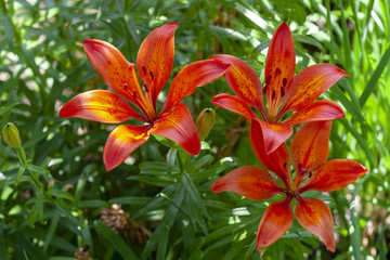 Orange lilies in the garden