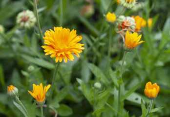 Orange calendula in the garden