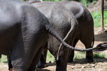 Fototapeta premium Group Asian Elephant ass side