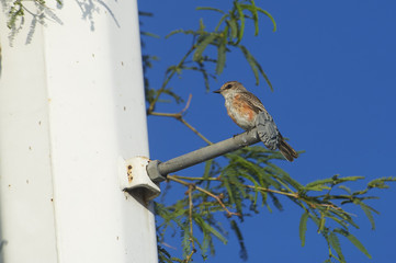 Female Vermilion Flycatcher (Pyrocephalus rubinus) perched on a post, Jocotopec, Jalisco, Mexico