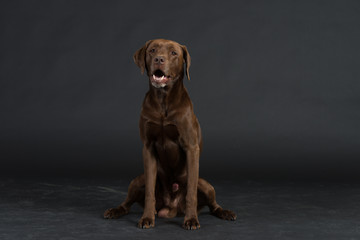 Labrador Hund Studio Süß Freisteller