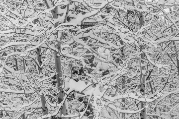 tree limbs covered with snow