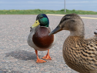Wildente