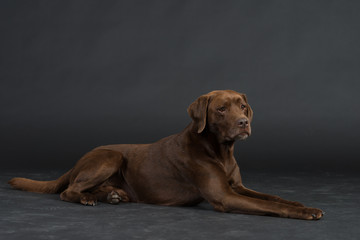 Labrador Hund Studio Süß Freisteller