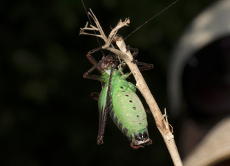 Grasshopper Bradyporidae on the dark background.