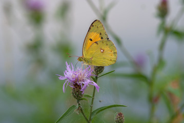 Fototapeta premium la farfalla prende il nettare del fiore